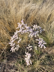Limonium gmelinii