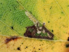 Stigmella luteella