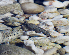 Bathygobius cocosensis