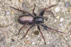 Spinirta