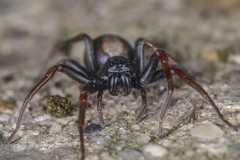 Spinirta