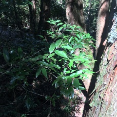 Castanopsis carlesii