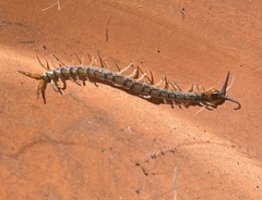 Hemiscolopendra marginata