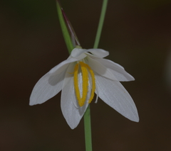 Hesperantha