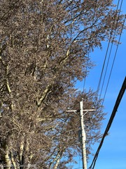 Populus × canescens