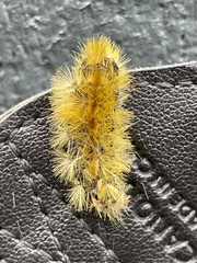 Halysidota