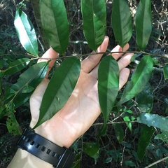 Castanopsis carlesii