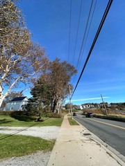 Populus × canescens