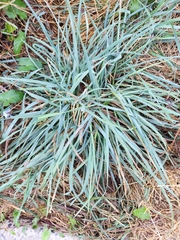 Dactylis glomerata