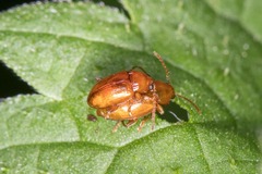Neocrepidodera