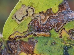 Stigmella betulicola