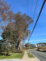 Populus × canescens