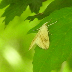 Evergestis forficalis