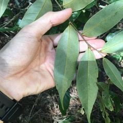 Castanopsis carlesii