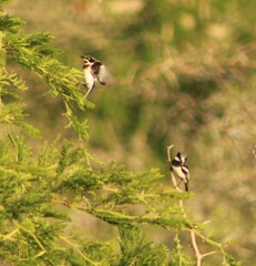 Batis molitor molitor