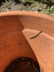 Hemiscolopendra marginata