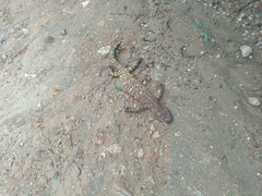 Heloderma exasperatum