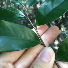 Castanopsis carlesii