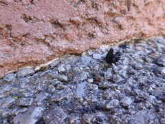 Ocypus olens
