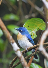 Cyornis turcosus