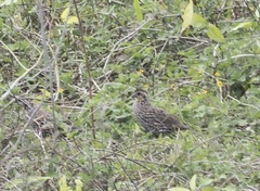 Colinus nigrogularis