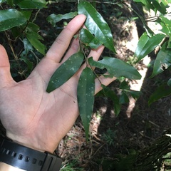 Castanopsis carlesii