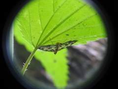 Anania hortulata