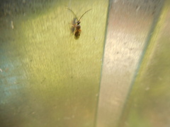 Ichneumonoidea