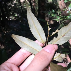 Castanopsis carlesii
