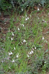 Hesperantha