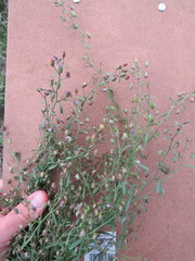 Chaenorhinum