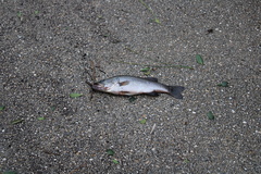 Micropterus floridanus