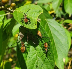 Leptoglossus phyllopus