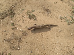 Heloderma exasperatum