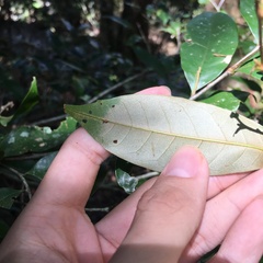 Castanopsis carlesii