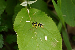 Xanthogramma