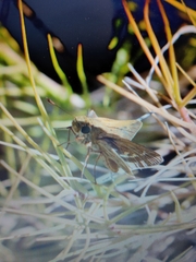 Hylephila phyleus phyleus