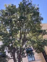 Quercus shumardii