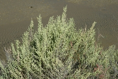 Arthrocaulon macrostachyum