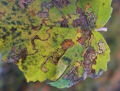 Stigmella betulicola