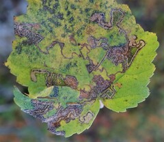Stigmella betulicola