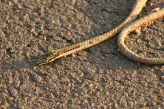 Thelotornis capensis