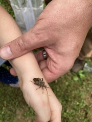 Piezogaster calcarator