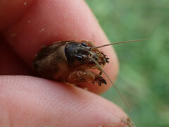 Neocurtilla hexadactyla
