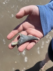 Sinistrofulgur pulleyi