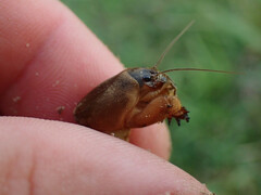 Neocurtilla hexadactyla