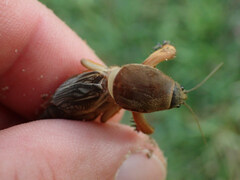 Neocurtilla hexadactyla