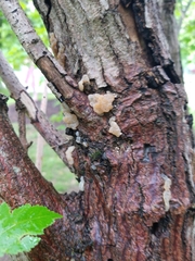 Naematelia encephala