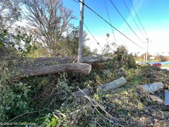 Populus × canescens