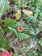 Habrosyne pyritoides